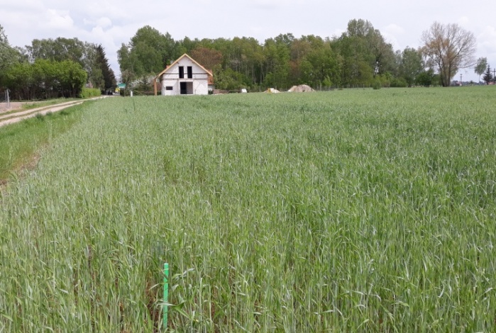 Działka na sprzedaż w Damasławek Damasławek Boisko o powierzchni 938 mkw