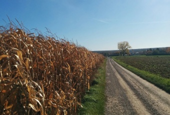 Działka Sprzedam lubelskie Konopnica Zemborzyce Podleśne-1